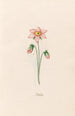 Gypsophile - Magdalena Rosina Funck — Ansicht des Kunstwerks