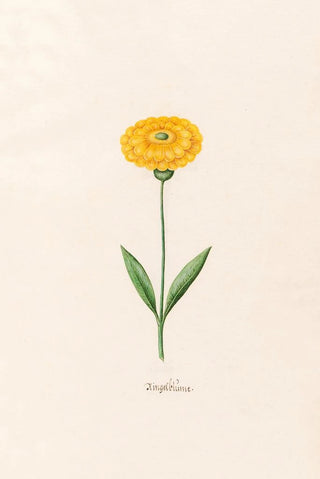 Magdelena Rosina Funck - Ringelblm.webp