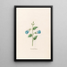Reliure romane - Magdalena Rosina Funck — gerahmtes Bild an der Wand
