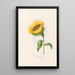 Sonnenblume - Magdalena Rosina Funck — gerahmtes Bild an der Wand