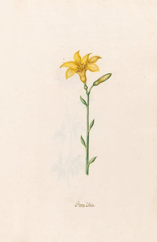 Magdelena Rosina Funck - Stern Lilia Lily.webp