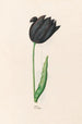 Tulpe - Magdalena Rosina Funck — Ansicht des Kunstwerks