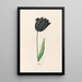 Tulpe - Magdalena Rosina Funck — gerahmtes Bild an der Wand