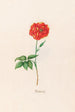 Rose turque - Magdalena Rosina Funck — Ansicht des Kunstwerks