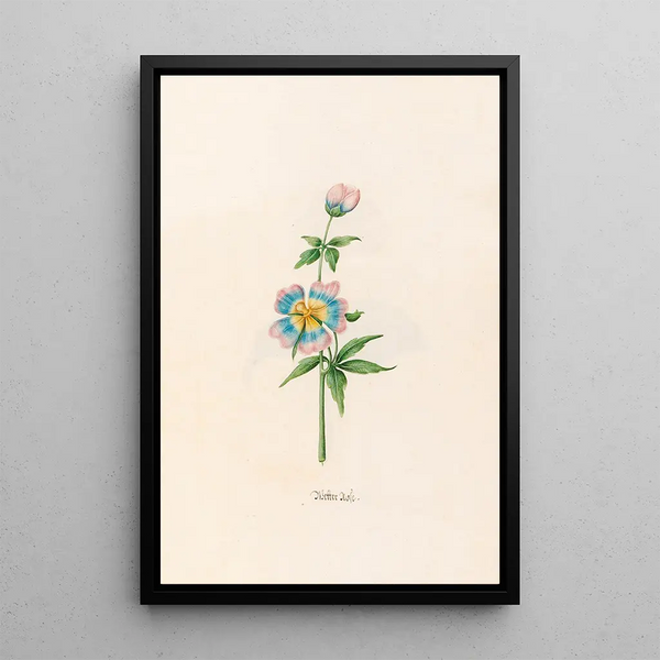 Magdelena Rosina Funck - Wetter rose.webp