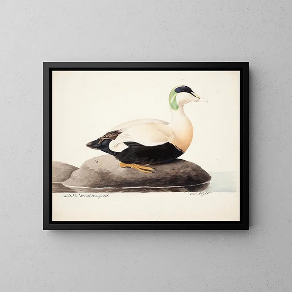 Eider à duvet mâle - Magnus von Wright — gerahmtes Bild an der Wand