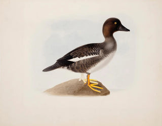 Stockente - Magnus von Wright — Ansicht des Kunstwerks
