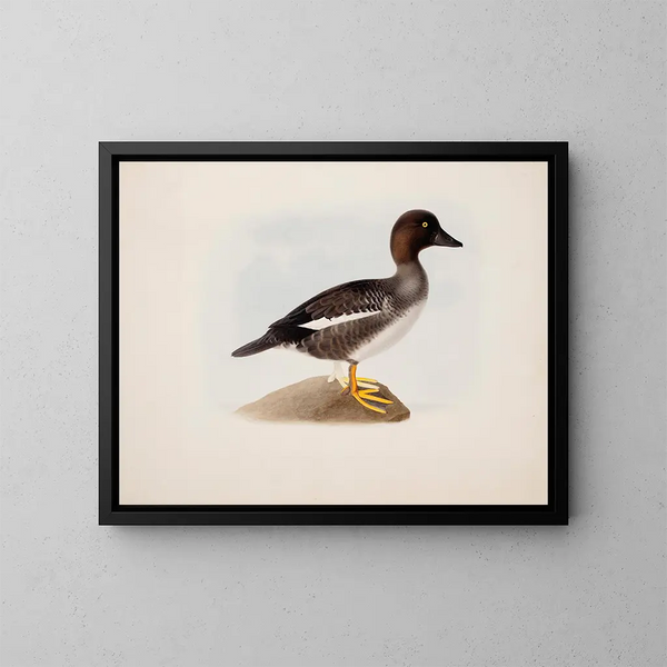 Stockente - Magnus von Wright — gerahmtes Bild an der Wand