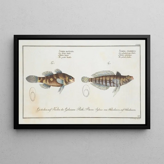 Marcus Elieser Bloch - 1Sciaena cylindrica The cylindric Umber 2 Sciaena maculata The spotted Umber.webp