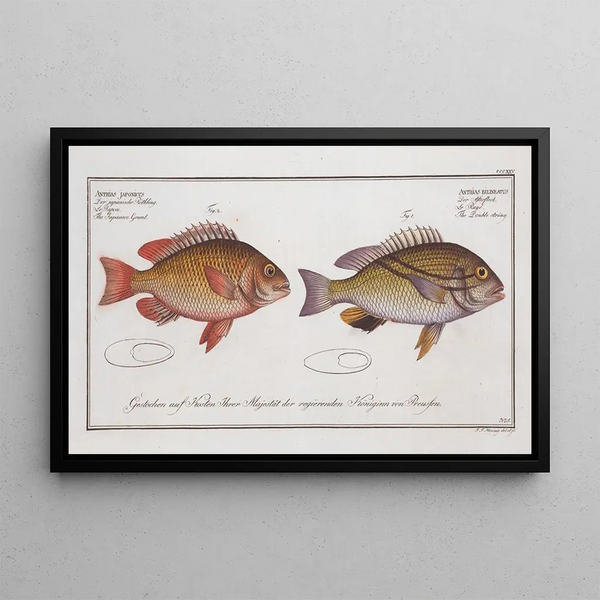 Marcus Elieser Bloch - 1 Anthias bilineatus The Double string 2 Anthias japonicus The Japanese Grunt.webp