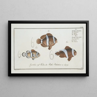 Marcus Elieser Bloch - 1 Anthias polymna The Tontelton 2 Anthias bifasciatus The Jordaine.webp