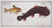 Cataphractus Callychthis Le Tamoate 2 Cataphractus punctatus Le Cataphracte ponctué - Marcus Elieser Bloch — Ansicht des Kunstwerks