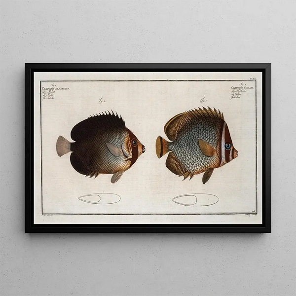 Marcus Elieser Bloch - 1 Chaetodon Collare The Collar 2 Chaetodon mesoleucus The Mulatto.webp