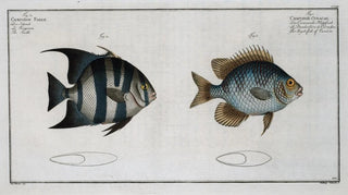Marcus Elieser Bloch - 1 Chaetodon Curacao The Angel fish of Curacoo 2 Chaetodon Faber The Smith.webp