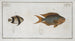 Chaetodon Pavo 2 Chaetodon aruanus - Marcus Elieser Bloch — Ansicht des Kunstwerks