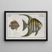 Chaetodon Plmieri 2 Chaetodon ocellatus - Marcus Elieser Bloch — gerahmtes Bild an der Wand