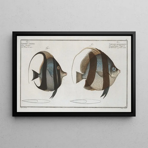 Chaetodon macrolepidotus 2 Chaetodon cornutus - Marcus Elieser Bloch — gerahmtes Bild an der Wand