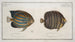 Chaetodon octofasciatus 2 Chaetodon annularis - Marcus Elieser Bloch — Ansicht des Kunstwerks