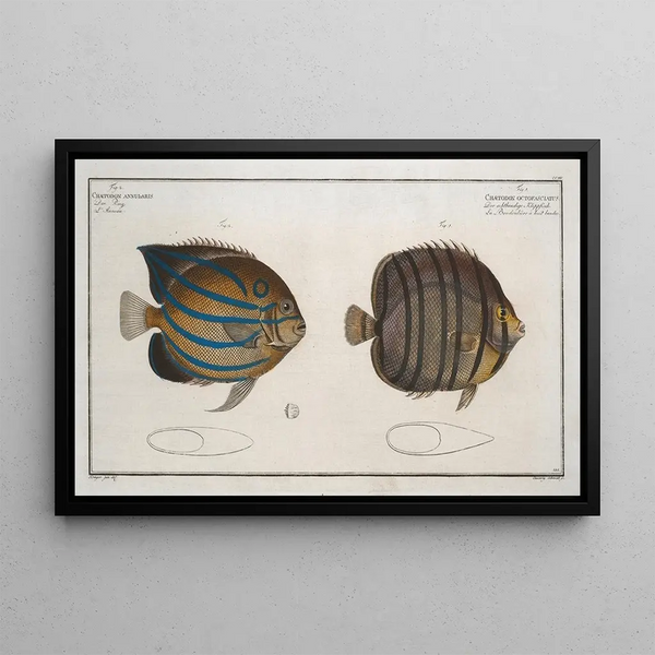Chaetodon octofasciatus 2 Chaetodon annularis - Marcus Elieser Bloch — gerahmtes Bild an der Wand