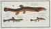 Cobitis fossilis die Scheibenfisch 2 Cobitis taenia der Bindenfisch 3 Cobitis bartula der Bartfisch - Marcus Elieser Bloch — Ansicht des Kunstwerks