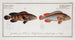 Epinephelus marginalis und Epinephelus bruneus - Marcus Elieser Bloch — Ansicht des Kunstwerks
