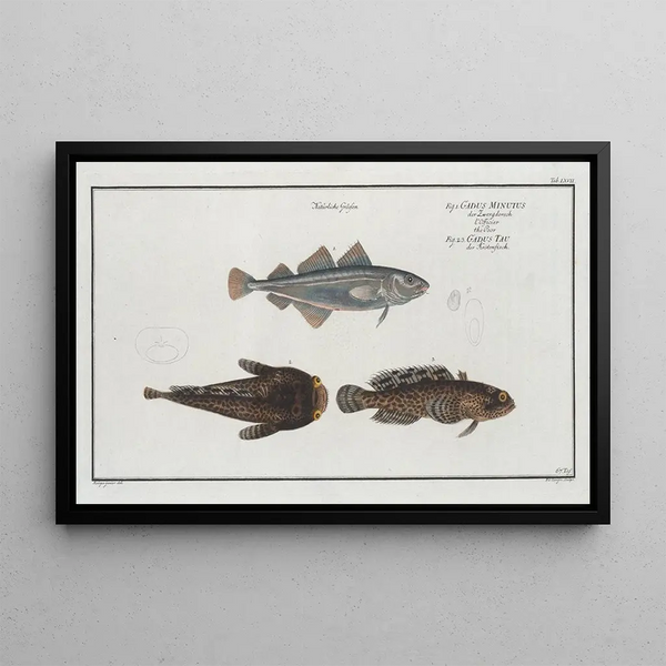 Marcus Elieser Bloch - 1 Gadus Minutus The Poor 2 3 Gadus Tau The ToaldFish.webp