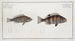 Holocentrus striatus Der gestreifte Holocentrus 2 Holocentrus argentinus Der argentierte Holocentrus - Marcus Elieser Bloch — Ansicht des Kunstwerks