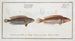 Labrus Julis Der Regenbogenfisch 2 Labrus Guttatus Der Girelle - Marcus Elieser Bloch — Ansicht des Kunstwerks