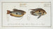 Labrus punctatus, die punktierte Girelle 2 Labrus trichonterus, die Girelle mit fadenförmigen Flossen - Marcus Elieser Bloch — Ansicht des Kunstwerks