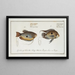 Labrus punctatus, die punktierte Girelle 2 Labrus trichonterus, die Girelle mit fadenförmigen Flossen - Marcus Elieser Bloch — gerahmtes Bild an der Wand