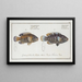 Labrus tesselatus Der Pannenschnapper 2 Labrus quinquemaculatus Der Fünf-Punkt-Schnapper - Marcus Elieser Bloch — gerahmtes Bild an der Wand