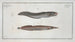 Ophidium barbatum 2 Ophidium aculeatum - Marcus Elieser Bloch — Ansicht des Kunstwerks