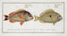 Perca unimaculata Le Pacu 2 Perca Juba Le Jub - Marcus Elieser Bloch — Ansicht des Kunstwerks