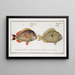 Perca unimaculata Le Pacu 2 Perca Juba Le Jub - Marcus Elieser Bloch — gerahmtes Bild an der Wand