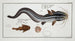 Platystacus angullaris L'anguille plate 2 Platystacus verrucosus Der warzige Plattfisch - Marcus Elieser Bloch — Ansicht des Kunstwerks