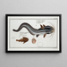 Platystacus angullaris L'anguille plate 2 Platystacus verrucosus Der warzige Plattfisch - Marcus Elieser Bloch — gerahmtes Bild an der Wand