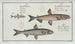 Salmo Eperlanomarinus Der Eperlan 2 Salmo Eperlanus Der Kleine Eperlan 3 Salmo Marnula Der Kleine Marne - Marcus Elieser Bloch — Ansicht des Kunstwerks