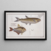 Salmo argentinus Le Piabuco 2 Salmo bimaculatus Le saumon bimaculé - Marcus Elieser Bloch — gerahmtes Bild an der Wand