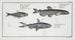 Salmo groenlandicus Le Capelan 2 Salmo melanurus Le Saumon à Queue Tachetée 3 Salmo unimaculatus La Curimate - Marcus Elieser Bloch — Ansicht des Kunstwerks