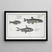 Salmo groenlandicus Le Capelan 2 Salmo melanurus Le Saumon à Queue Tachetée 3 Salmo unimaculatus La Curimate - Marcus Elieser Bloch — gerahmtes Bild an der Wand