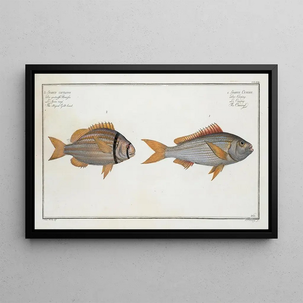 Marcus Elieser Bloch - 1 Sparus Cuning The Cuning 2 Sparus vittatus The striped Gilthead.webp