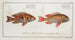Sparus japonicus Die japanische Dorade 2 Sparus surinamensis Die Dorade aus Surinam - Marcus Elieser Bloch — Ansicht des Kunstwerks