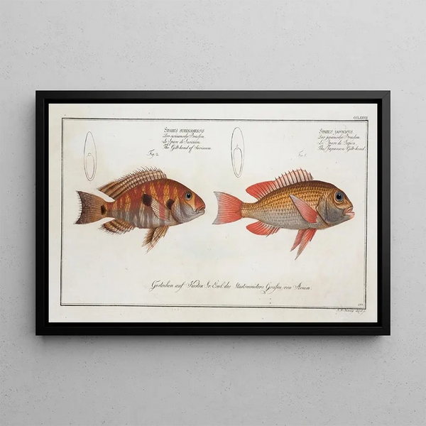 Sparus japonicus Die japanische Dorade 2 Sparus surinamensis Die Dorade aus Surinam - Marcus Elieser Bloch — gerahmtes Bild an der Wand