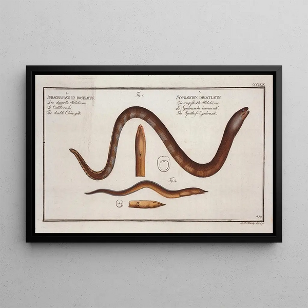 Marcus Elieser Bloch - 1 Synbranchus immaculatusTthe SpottessSynbrank 2 Sphagebranchus rostratus The double Chingilt.webp