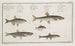 Le Sperlin 2 Le Goujon 3 La Carpe amère 4 L'Ablette 5 Le Vairon - Marcus Elieser Bloch — Ansicht des Kunstwerks