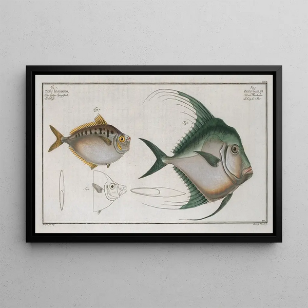 Zeus Gallus 2 Zeus Insidiator - Marcus Elieser Bloch — gerahmtes Bild an der Wand