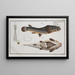 Anableps tetrophthalmus Le Quatre-yeux - Marcus Elieser Bloch — gerahmtes Bild an der Wand