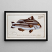 Anthias Diagramma Le Warna - Marcus Elieser Bloch — gerahmtes Bild an der Wand