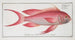 Anthias sacer, der rote Grogner - Marcus Elieser Bloch — Ansicht des Kunstwerks