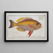 Anthias macrophthalmus Der Grimmler mit kugeligen Augen - Marcus Elieser Bloch — gerahmtes Bild an der Wand